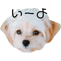[LINEスタンプ] ポピーちゃんのスタンプ〜チワプー子犬〜