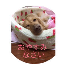 [LINEスタンプ] ダックスの呟き