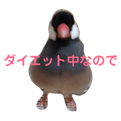 [LINEスタンプ] 鳥は可愛いよ