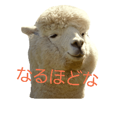 [LINEスタンプ] アルパカ達の声