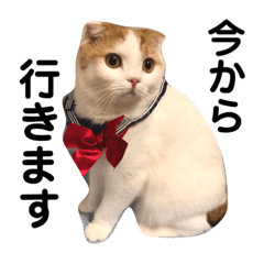 [LINEスタンプ] ねこメルちゃん2