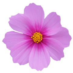[LINEスタンプ] ポンッとするだけflowers