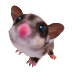 [LINEスタンプ] フクロモモンガくん