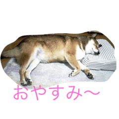 [LINEスタンプ] 柴犬の言いぶん