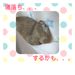 [LINEスタンプ] デグーのグゥちゃん