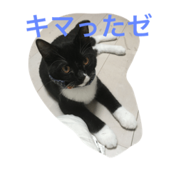 [LINEスタンプ] 関西猫。あおとあんずのキメ顔バージョン。