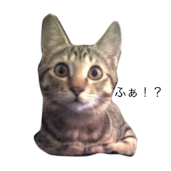 [LINEスタンプ] キジトラ猫リア