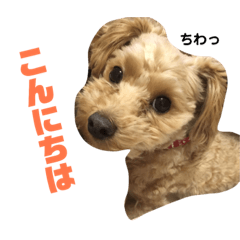 [LINEスタンプ] チロスタンプ