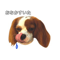 [LINEスタンプ] キャバリアジャム 新