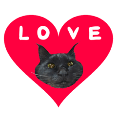 [LINEスタンプ] 黒猫兄弟 大吉と大福