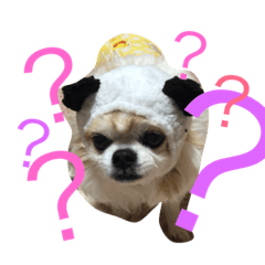 [LINEスタンプ] ちわわさん