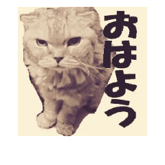 [LINEスタンプ] 毛玉の日常