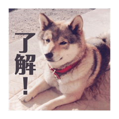 [LINEスタンプ] 可愛いももちゃん2