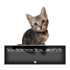 [LINEスタンプ] アメショのむぎ vol.1