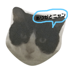 [LINEスタンプ] 山下家の猫