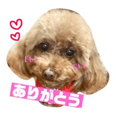[LINEスタンプ] トイプードルのルナちゃん可愛いスタンプ