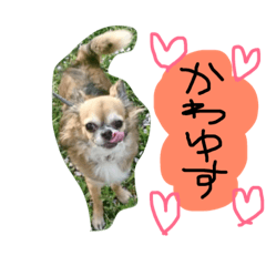 [LINEスタンプ] かわいいかわいいこたろう