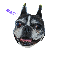 [LINEスタンプ] フレンチブルドックブギー