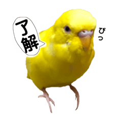 [LINEスタンプ] セキセイインコ るち