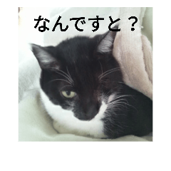 [LINEスタンプ] けいとちゃん