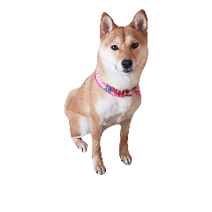 [LINEスタンプ] 柴犬ももちゃん 写真バージョン