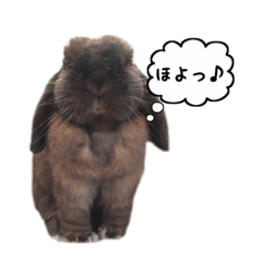 [LINEスタンプ] うさぎのraaの日常スタンプ2