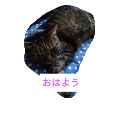 [LINEスタンプ] 凛ファミリー