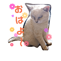 [LINEスタンプ] キッキちゃん