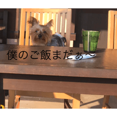 [LINEスタンプ] テリーは犬です
