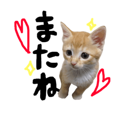 [LINEスタンプ] ちびトロとよく使う言葉シリーズ