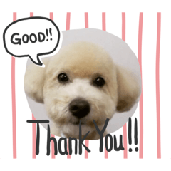 [LINEスタンプ] 愛犬の会話