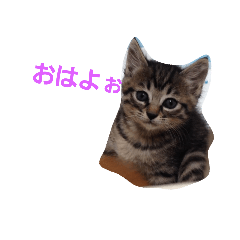 [LINEスタンプ] 桜銀