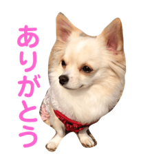 [LINEスタンプ] ハッピーチワワ3