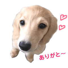 [LINEスタンプ] ミニチュアダックスフンド（りりーの日常）