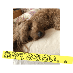 [LINEスタンプ] トイプードル トニー