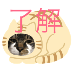 [LINEスタンプ] ごんちゃん可愛いスタンプ