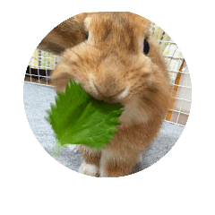 [LINEスタンプ] へんてこうさぎへーはち