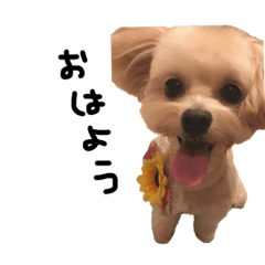 [LINEスタンプ] チワプーまるお君