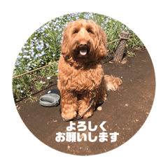 [LINEスタンプ] ドゥードルとネコ