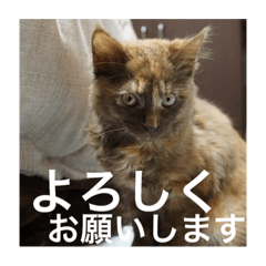 [LINEスタンプ] もっぷさんスタンプ