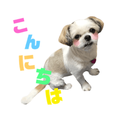 [LINEスタンプ] シーズーあんずちゃん