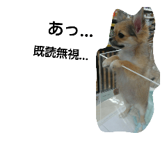 [LINEスタンプ] 写真スタンプ 犬編