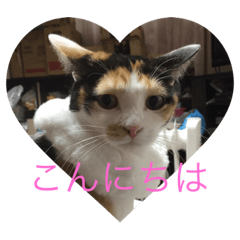 [LINEスタンプ] にゃんたち3