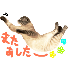 [LINEスタンプ] 折れ耳姉弟らみ＆れお