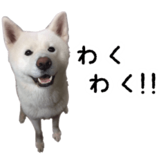 [LINEスタンプ] 秋田犬シリウス