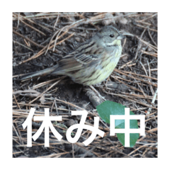 [LINEスタンプ] 小鳥のキモチ