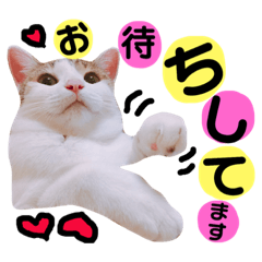 [LINEスタンプ] かわいいの天才 敬語編