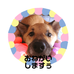 [LINEスタンプ] 雑種のしょうちゃん