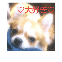 [LINEスタンプ] チワワの麿くん♡
