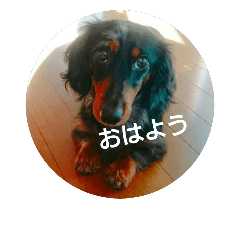 [LINEスタンプ] めんこちゃんダックス